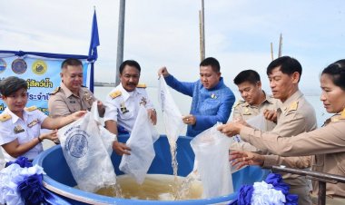 จังหวัดชลบุรีปล่อยพันธุ์สัตว์น้ำกุ้งแชบ๊วยกว่า 200,000 ตัว เนื่องในวันประมงแห่งชาติ