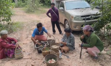 โคราชฝนตกชุก เห็ดระโงก-ไข่หงส์ ราชินีเห็ดป่างอกจำนวนมาก ชาวบ้านแห่เก็บกิน ขาย สร้างรายได้งาม