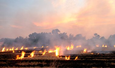ปัญหาฝุ่น PM2.5 แก้ให้ตรงจุดอย่าหลงทาง