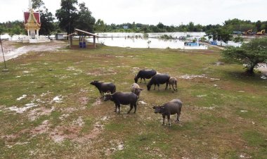 นครพนมอ่วม!พื้นที่เกษตรจมบาดาล-วัวควายนับหมื่นขาดแคลนอาหาร