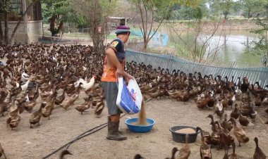ขอนแก่นฝนตกชุกเป็ดออกไข่น้อยดันราคาแพงทำสถิติแผงละ 170 บาท