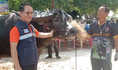 โลกอิจฉา!เจ้าบิ๊ก"ควายสวยงาม"มีเมีย 300 ตัว ยื่นสิบล้านไม่ขาย