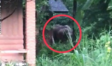 ชาวบ้านนาดีผวาโขลงช้างทับลานบุกยึดนาข้าวกิน-ทำลายทุกวัน