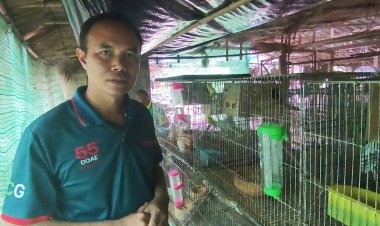 เกษตรอำเภอเพาะนกหงส์หยก อาชีพเสริม ออเดอร์ทะลัก ผลิตไม่ทัน