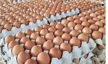 ดูกันชัดๆ “ไข่นายกเศรษฐา”ไม่แพง