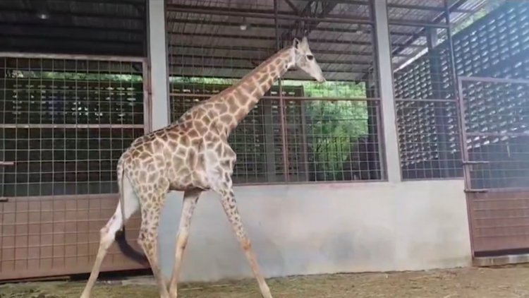 สวนสัตว์ขอนแก่น"พี่แหว่าง"ยีราฟสุดฮอตไปเป็นเขยเชียงใหม่เพิ่มยีราฟในไทย