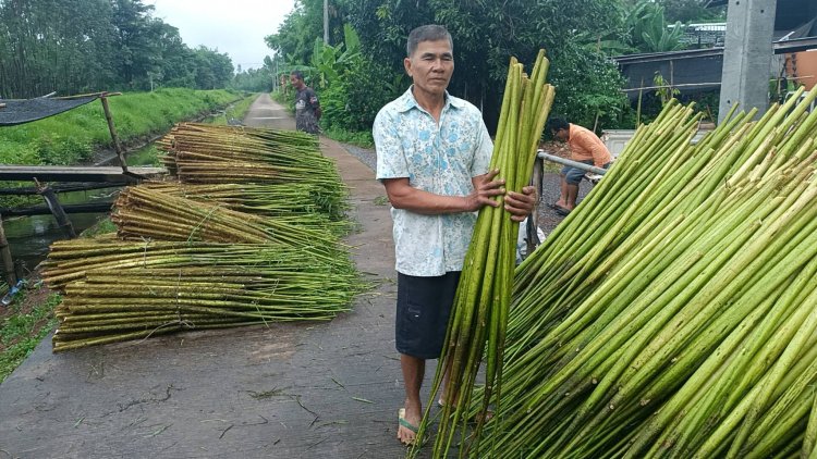 ชาวนาปราจีนฯพลิกผืนดินปลูกต้นโสนคู่ขานนาข้าวขายสร้างรายได้ ปีละแสน