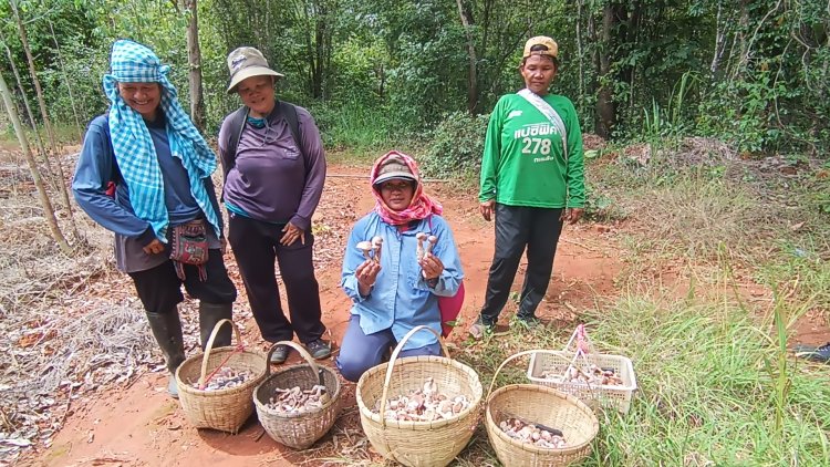 ป่าทองคำ!ฝนตกชุกชาวบ้านเมืองครบุรีแห่เก็บเห็ด"ผึ้งขม"ขายสร้างรายได้วันละครึ่งหมื่น