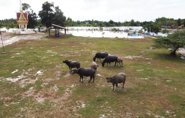 นครพนมอ่วม!พื้นที่เกษตรจมบาดาล-วัวควายนับหมื่นขาดแคลนอาหาร