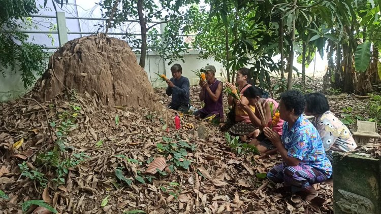 ฮือฮา!เลขนูนโผล่จอมปลวกใหญ่ให้โชคตรงกับเสาไฟหน้าศาล