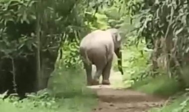 ผวายกหมู่บ้าน!ช้างป่าแปดริ้ว 3 ตัวโผล่หากินข้ามถิ่นใกล้เขตทต.สระแก้ว