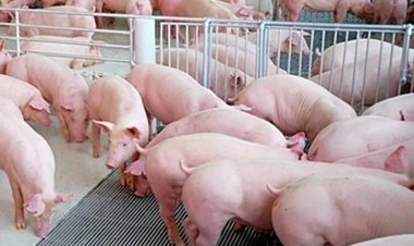 หมูภาคใต้วิกฤติราคาวูบผู้เลี้ยงกระอักขาดทุนตัวละ 30-35 บาท