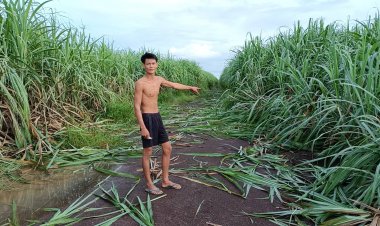 ระดมค้นหาช้างถูกรถชนเจ็บเตลิดหนีเข้าป่าคาดไปไหนไม่ไกล