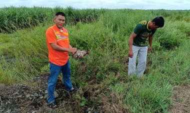 เอ็นจีโอยกเคสรถชนช้างป่าเขาอ่างฤาไนตัวสุดท้าย จี้รัฐบาลแก้ปัญหาช้างกับคนจริงจัง