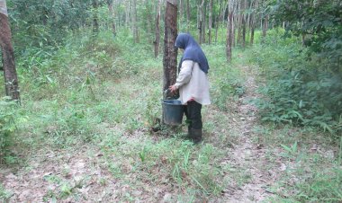 เกษตรกรใต้ลุ้นรบ.หนุนสวนยาง 27 ล้านไร่ลดมีเทนขาย"คาร์บอนเครดิต"เสริมรายได้