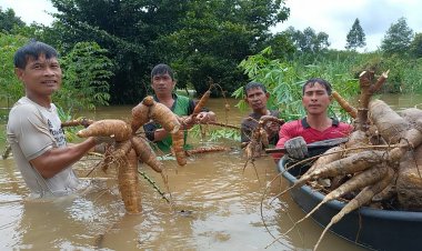 ชาวไร่มันกบินทร์บุรีลอยคอมุดน้ำถอนหัวมันสำปะหลังหนีน้ำท่วมเน่าเสีย