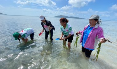 แนวปะการังแหล่งกักเก็บคาร์บอนประสิทธิภาพสูง