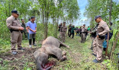 สุดเศร้าสลด!ลูกช้างป่าถูกยิงตายใกล้ไร่อ้อย-มันสำปะหลัง