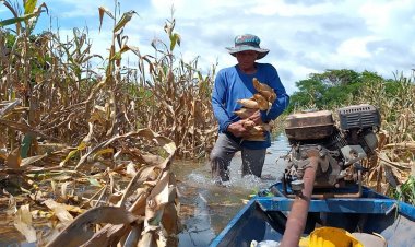 เกษตรกรปราจีนบุรีแจวเรือหักข้าวโพดหนีน้ำท่วม