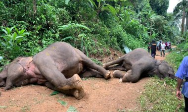 สลด!ช้างป่า 2 ตัวถูกไฟช็อตตายน่าเวทนากลางสวนทุเรียน