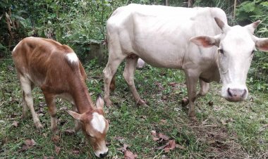 ฮือฮา!พญาวัวลักษณะต้องตำราโบราณเชื่อมาให้โชค