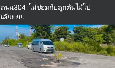 แชร์ว่อน!ถนนสาย 304 พังชำรุด "ไม่ซ่อมก็เลยปลูกต้นไม้ไปเล๊ยยย...