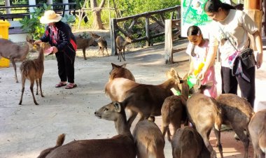 สวนสัตว์ขอนแก่น เชิญชวนนักท่องเที่ยวร่วมให้อาหารกวางดาวรับหยุดยาว