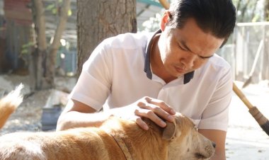 คลี่ปมโซเซียลตื่นคำพิพากษาความผิดการให้อาหารสุนัขจรจัด