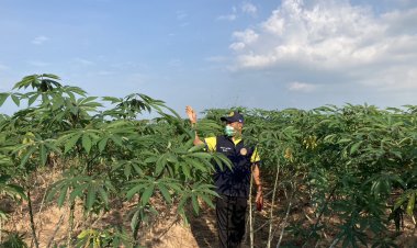 มันพุ่งโจรอาละวาดขโมยขุดกลางดึก เดือดร้อนหนัก