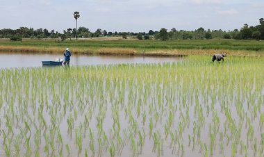 เกษตรกรอีสานใต้ผวาโรคไข้ดินป่วยพุ่งเฉียด 600 ราย คร่าชีวิตแล้ว 6 ศพ