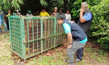 หมีควายหิวโซลงเขาใหญ่โผล่กินขนุนติดกรงดักอีกตัว