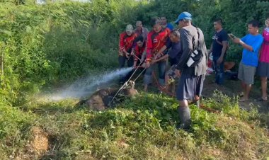 นาทีช่วยชีวิตระทึก! “เจ้าสุข”กระบือวัย 8 เดือน ตกบ่อโบราณ