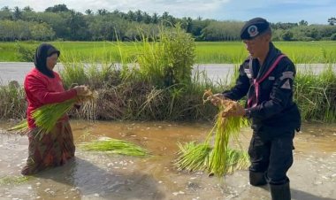 ทหารปัตตานีวางปืน ดำนาปลูกข้าว สร้างรอยยิ้ม ความสุขให้กับชาวบ้าน