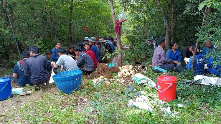 อันซีน!ชาวบ้านเข้าป่าขุดกลอยทำบุญสืบสานงาน"บุญกลอย"หนึ่งเดียวในไทย