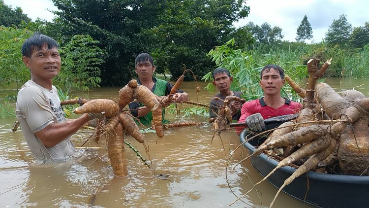 ชาวไร่มันกบินทร์บุรีลอยคอมุดน้ำถอนหัวมันสำปะหลังหนีน้ำท่วมเน่าเสีย