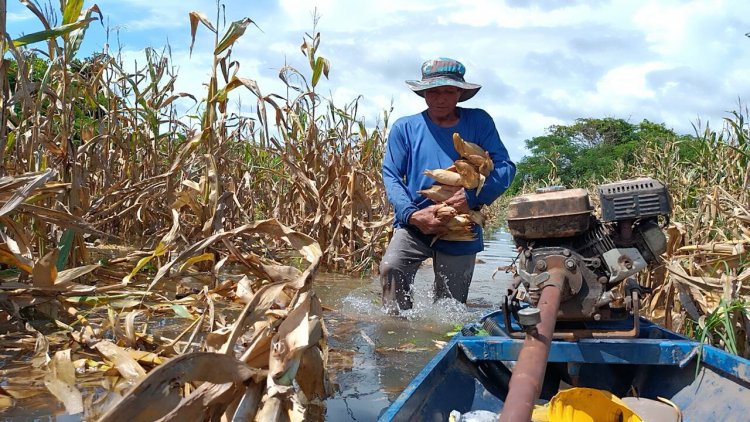 เกษตรกรปราจีนบุรีแจวเรือหักข้าวโพดหนีน้ำท่วม