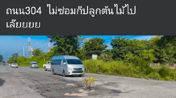 แชร์ว่อน!ถนนสาย 304 พังชำรุด "ไม่ซ่อมก็เลยปลูกต้นไม้ไปเล๊ยยย...