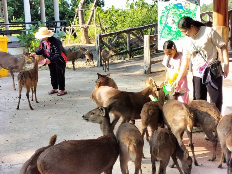 สวนสัตว์ขอนแก่น เชิญชวนนักท่องเที่ยวร่วมให้อาหารกวางดาวรับหยุดยาว