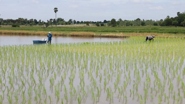 เกษตรกรอีสานใต้ผวาโรคไข้ดินป่วยพุ่งเฉียด 600 ราย คร่าชีวิตแล้ว 6 ศพ