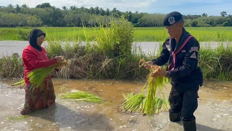 ทหารปัตตานีวางปืน ดำนาปลูกข้าว สร้างรอยยิ้ม ความสุขให้กับชาวบ้าน