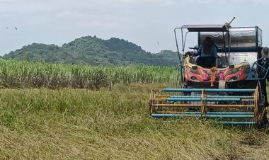 ชาวนากบินทร์บุรีเร่งเก็บเกี่ยวข้าวหนีช้างป่าป้องกันความเสียหาย