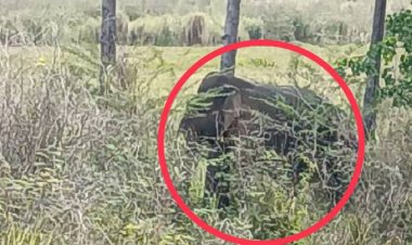 ระทึก! ช้างป่าอ่างฤๅไนโผล่กินข้าวเสร็จนอนกางพุงยาวกลางทุ่งนาข้าว