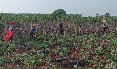 รัฐเท 4.2 พันล.แก้หนี้มันแค่ระยะสั้นชงประกันรายได้จะยั่งยืน