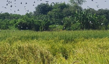 เดือดร้อนยกหมู่บ้าน!ฝูงนกพิราบนับพันตัวโบยบินจิกกินข้าวรอเก็บเกี่ยวเสียหายหนัก