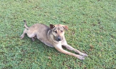 'เจ้ายอด'สุนัขแสนรู้ฮีโร่พาค้นพบ '3 เด็กชาย'หลงป่าลึกห้วยขาแข้งกว่า 40 กม.