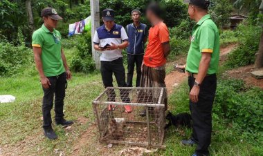 ตำรวจบุกจับหนุ่มใหญ่สตูลลักลอบค้าลิงกังสัตว์ป่าคุ้มครอง