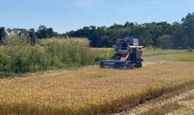 โอเค!ไหมชาวนาที่รัก "เพื่อไทย"จัดให้พยุงข้าวตันละ 1.2 หมื่น