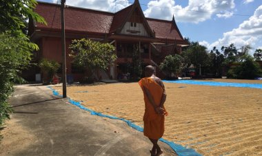 คุณพระช่วย!เปิดลานวัดให้ชาวนานำข้าวเปลือกตากสลับคิวกัน