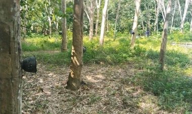 ปาล์มน้ำมันราคาพุ่งเกษตรกรแห่ปลูกเพิ่มปีละ 30 %