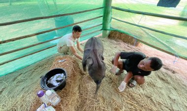 ทับลานงดเยี่ยมลูกช้างพลัดหลงโขลงหลังขาหักยังเดี้ยง